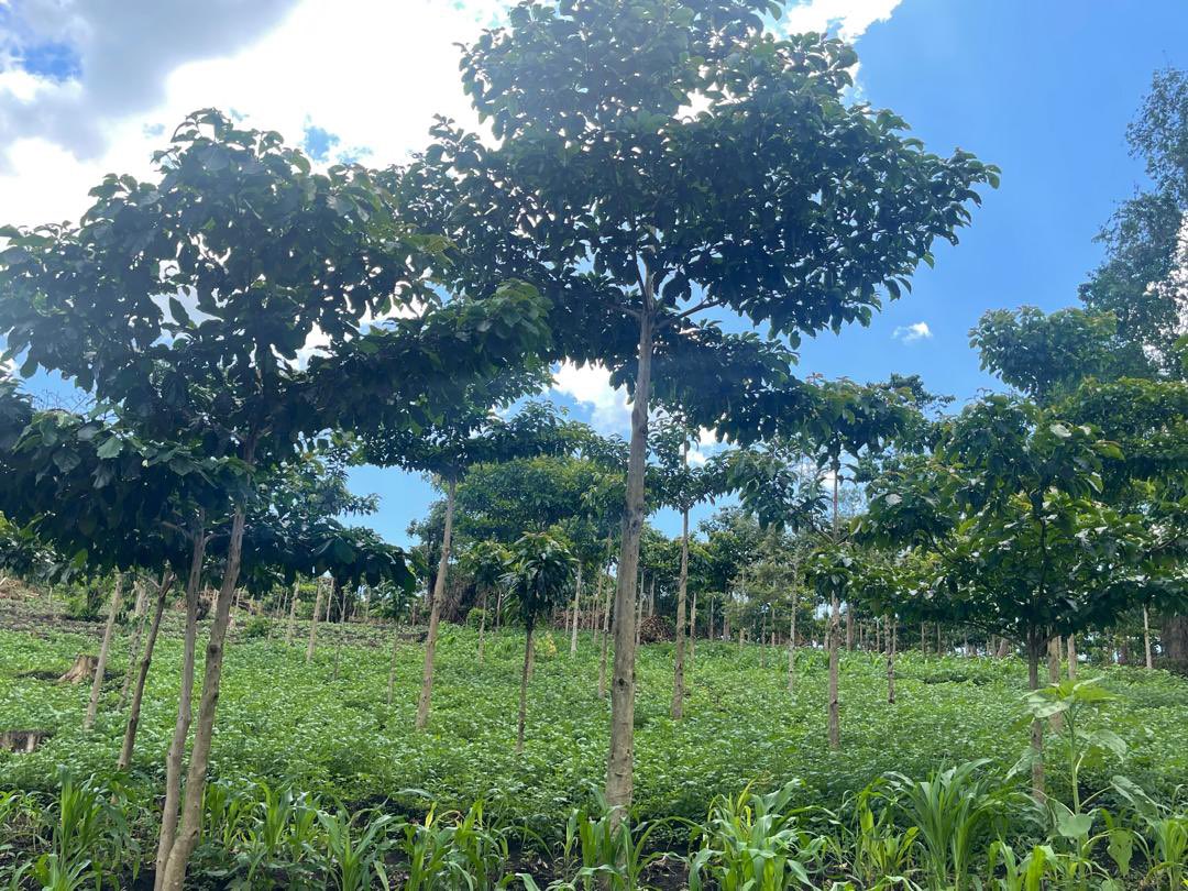 James_TheFORESTER🌱 tweet media
