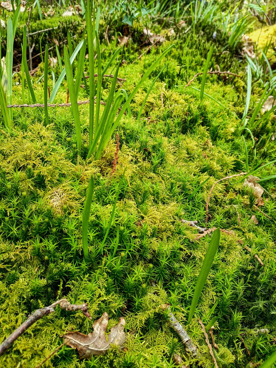 SewellLeigh's tweet photo. It mossed be a carpet ππ
#tuesdaymorning #woodland #mossisboss #nature #wildflowers #naturephotography https://t.co/ZtzlSgEaWL