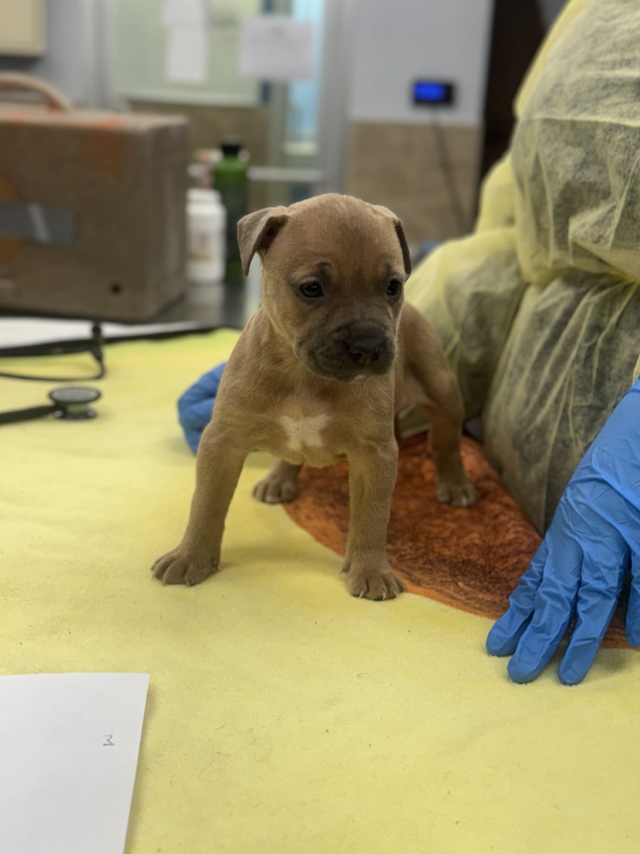 Pennsylvania SPCA tweet media