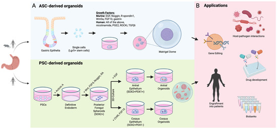 Organoids MDPI tweet media
