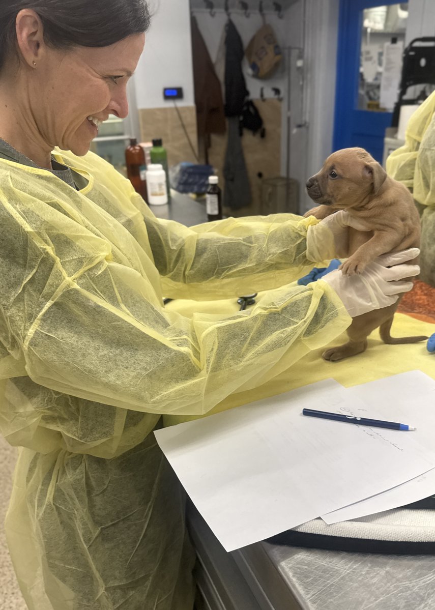 Pennsylvania SPCA tweet media