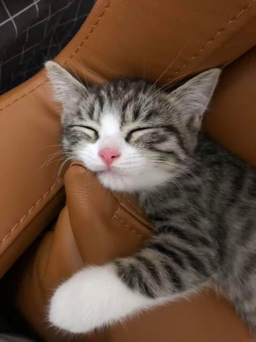 catsforcatsx's tweet image. #sleeping #cats