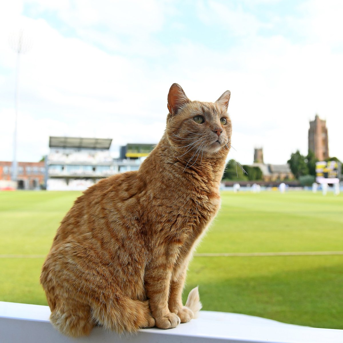 Somerset Cricket 🏆 tweet media