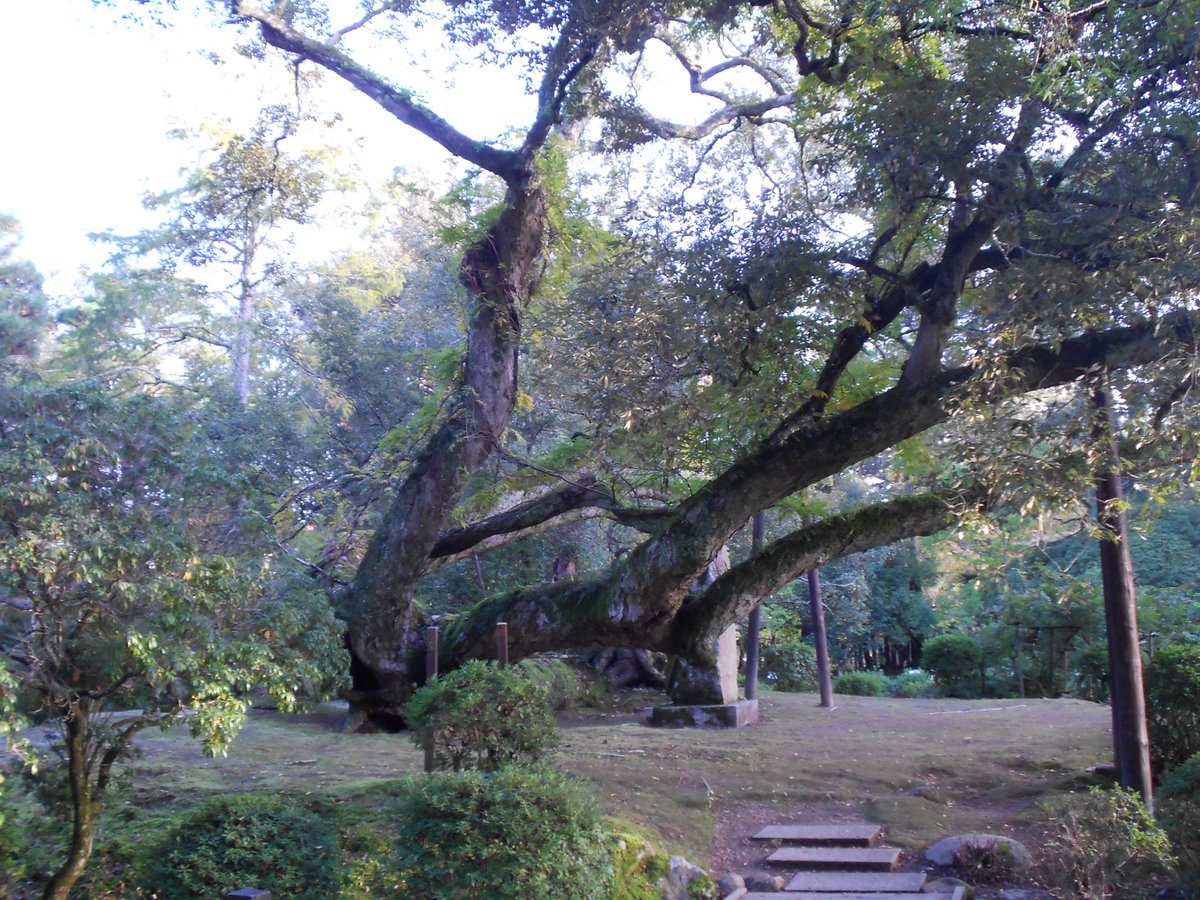 i hope the trees know i love them
