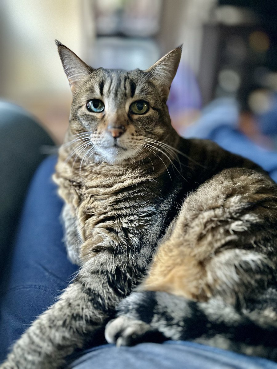 LisaDeidrich's tweet photo. Happy 12th Birthday Daisy girl and heavenly birthday Bo ❤️😸 https://t.co/0jAMUNeXxW