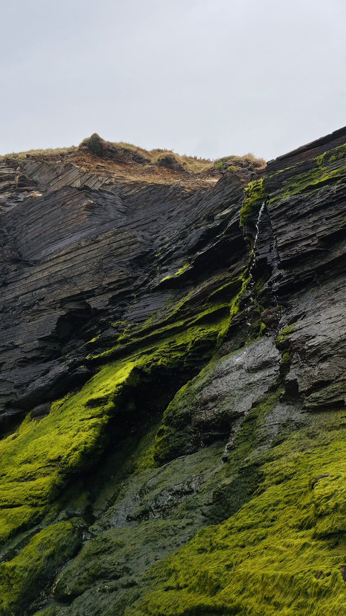 🍄Selodris 🍁 tweet media