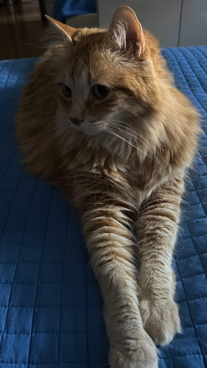 Momento di relax….. 🐈‍⬛
