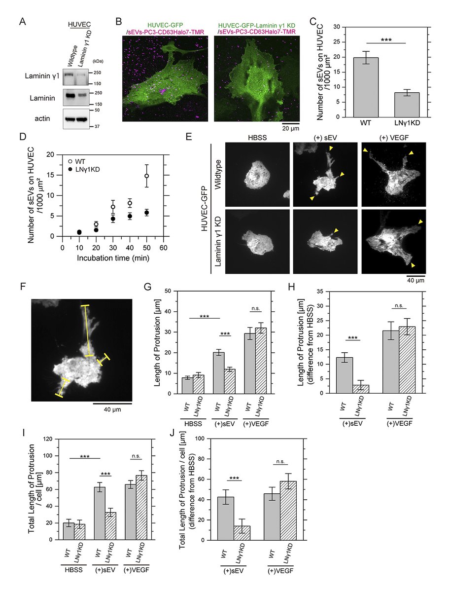 JCellBiol's tweet image. Extracellular vesicles adhere to cells primarily by interactions of #integrins and GM1 with #laminin, from Tatsuki Isogai, Kenichi Suzuki (Gifu University) and colleagues: hubs.la/Q04bRkxH0 

📕 From our #Cancer Cell Biology 2026 👉  hubs.la/Q04bRlVQ0