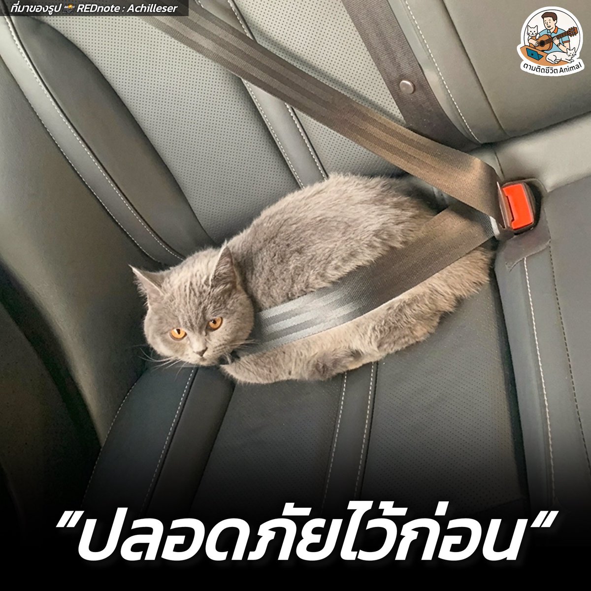 ตามติดชีวิตAnimal tweet media