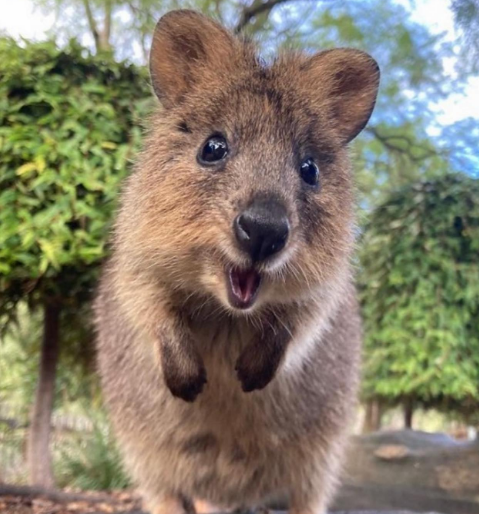 보자기 tweet media