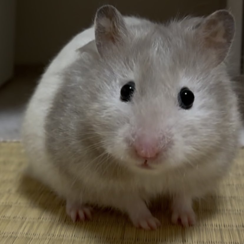 ham2maron's tweet photo. トモコレのいろりちゃん、現実世界とリンクして
まろんちゃんに部屋んぽ誘われても断り、かと思えば
気まぐれに飼い主を誘って遊び、寝たい時にグースカ寝ていて本当にかわいい https://t.co/anmOCkUQoQ