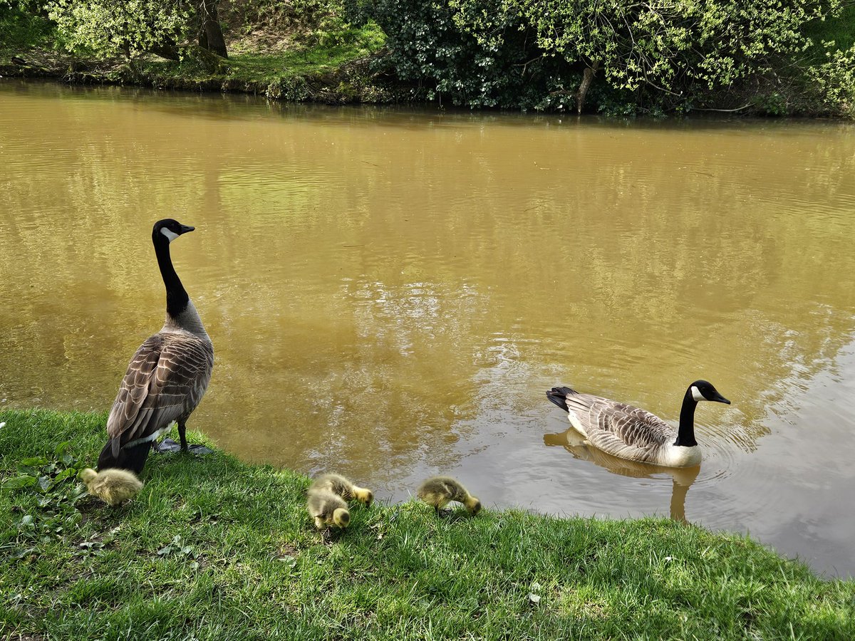 FenteroonHols's tweet image. Bude Canal today #goslings #Cornwall #nature
