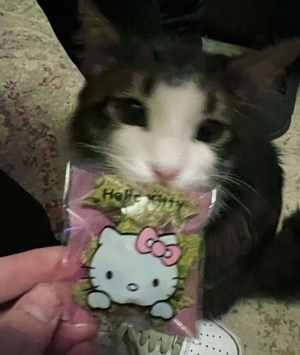 Kitty (≧∀≦) | edtwt「18+」 tweet media