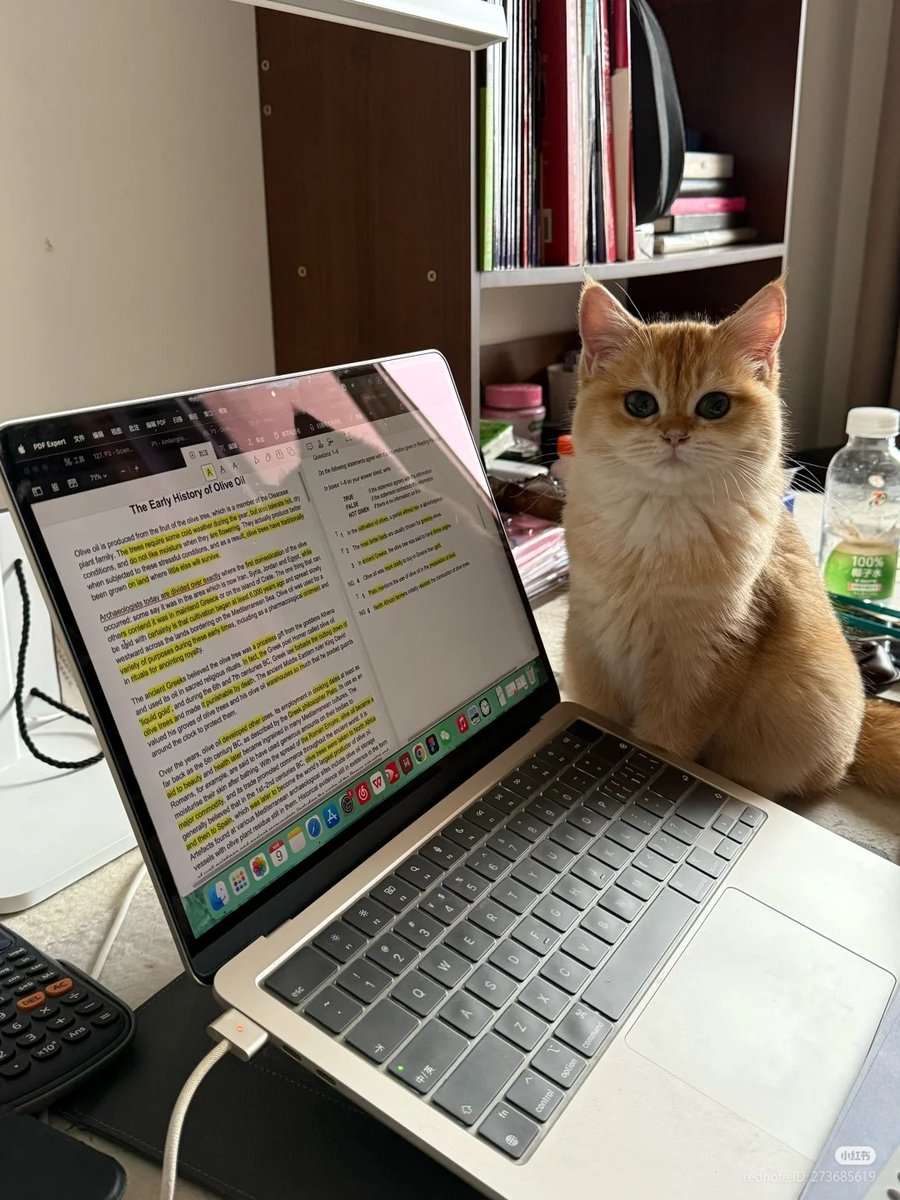 No Context Cats tweet media