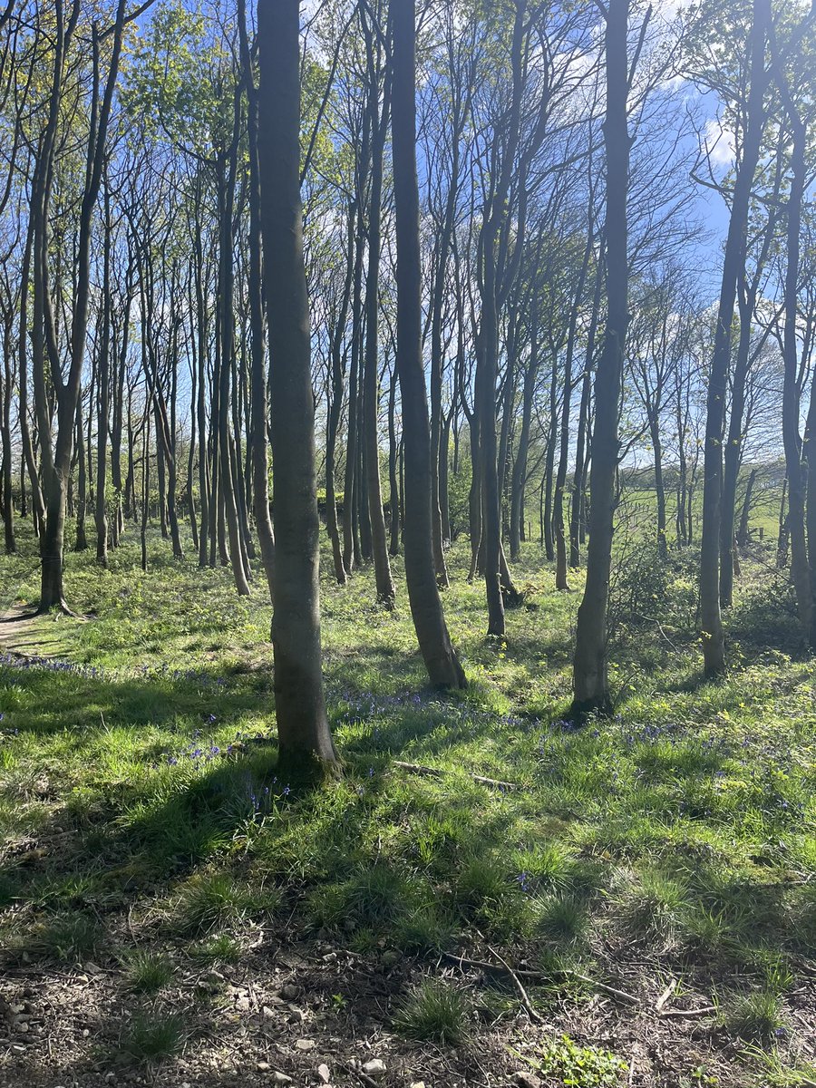 Roundhay Year 4 tweet media