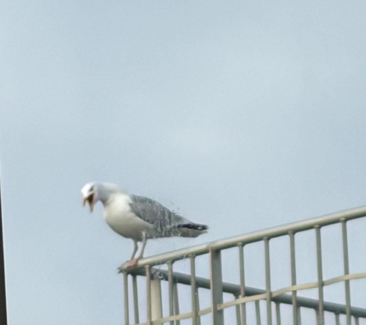 NorwaySkandin's tweet image. #Urlaub #Skandinavien #Dänemark #Meerliebe #Nordsee #northsea #Hafen 
#Großmöwe #Möwe
 
1/ Eine Silbermöwe, Larus argentatus, sitzt auf einem Geländer und schreit.