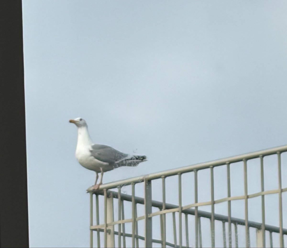 NorwaySkandin's tweet image. #Urlaub #Skandinavien #Dänemark #Meerliebe #Nordsee #northsea #Hafen 
#Großmöwe #Möwe
 
1/ Eine Silbermöwe, Larus argentatus, sitzt auf einem Geländer und schreit.