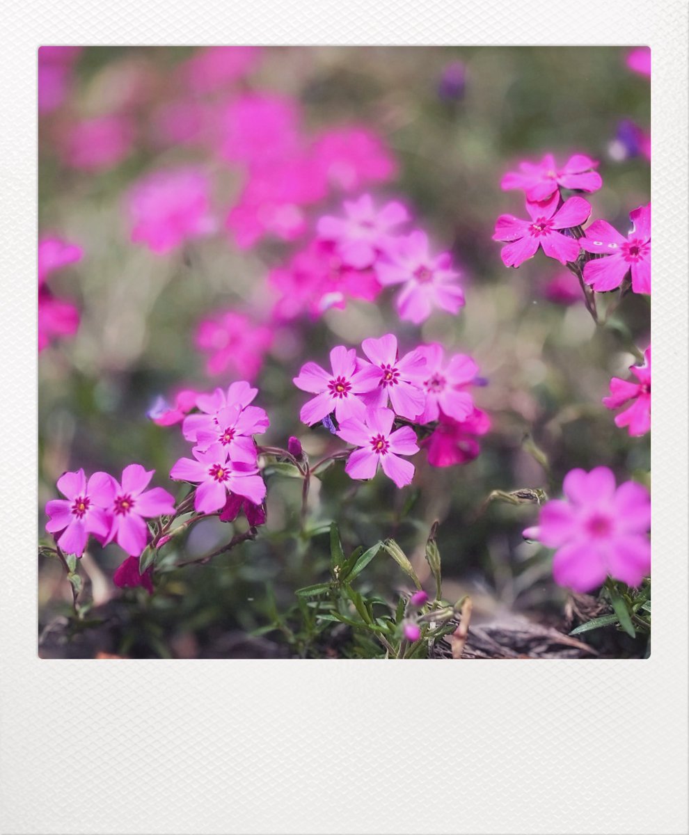 ㄘ ­ ד֝ժ՝ 🔰꒰՞ɞ̴̶̷̥⩊ɞ̴̶̷̥꒱֯🍼︎ tweet media