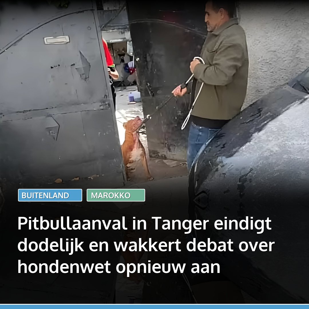 marokko's tweet image. Een dodelijke aanval van een pitbull in Tanger heeft de discussie over gevaarlijke honden en zwerfhonden in Marokko opnieuw aangewakkerd. Het slachtoffer werd thuis gevonden met zware bijtwonden.
👉🏽 Lees: l.marokko.nl/MzILSWKS 👈🏽

#marokko #tanger #rabat #pitbull