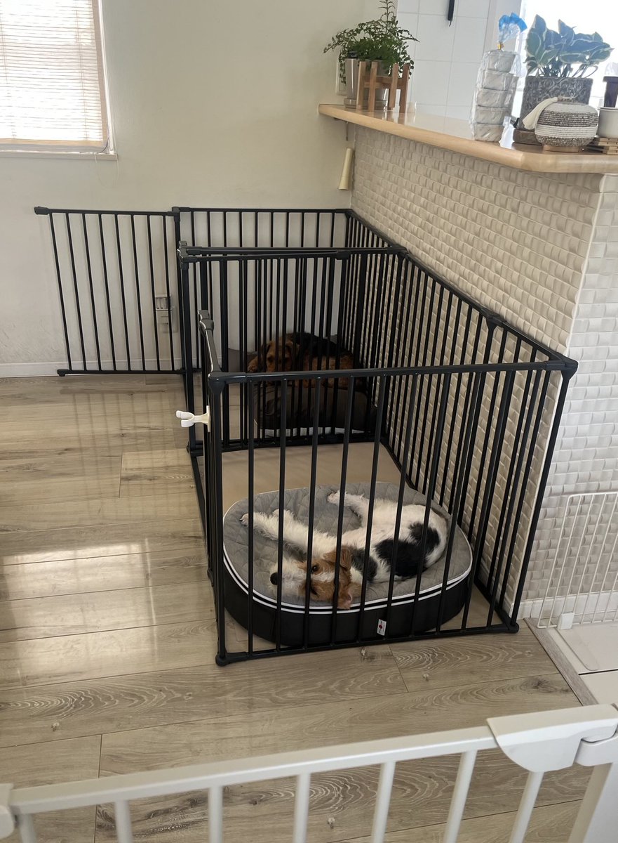 留守番中のイタズラはほぼなくなり、私が出かける時もこんな余裕の態度で見送れるようになりました🥹（数ヶ月前のリラは後追いが酷かった）