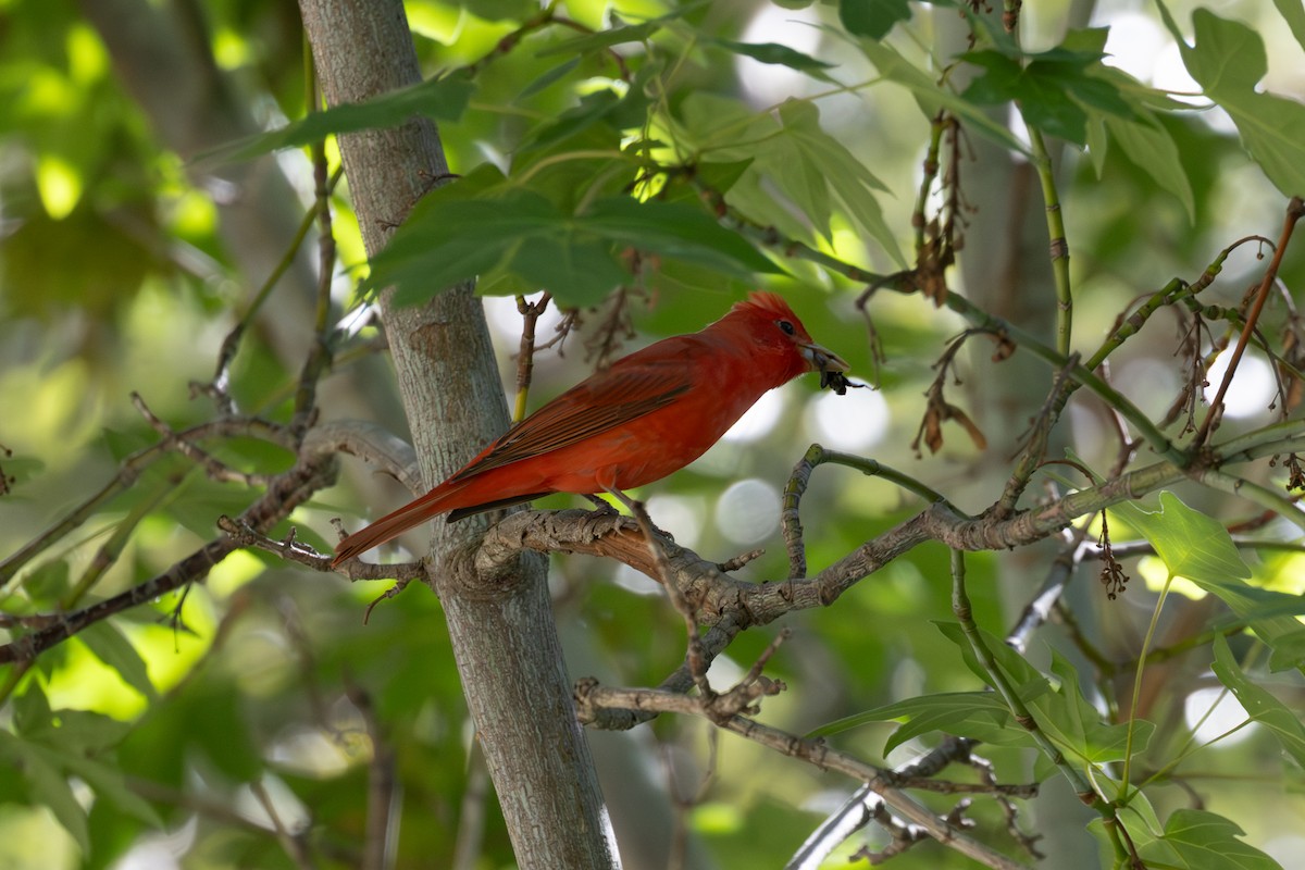 rbabox_la's tweet image. A Summer Tanager has been confirmed at Hwy 39 ebird.org/checklist/S324… Photo: Scott Marnoy #lacobirds #birding