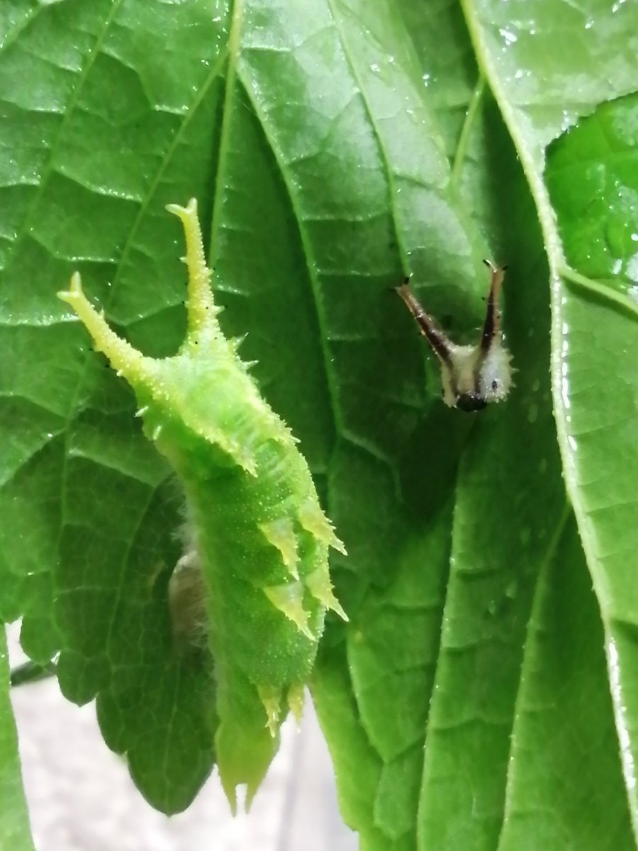 Ohムラサキイモイモ🍉 tweet media