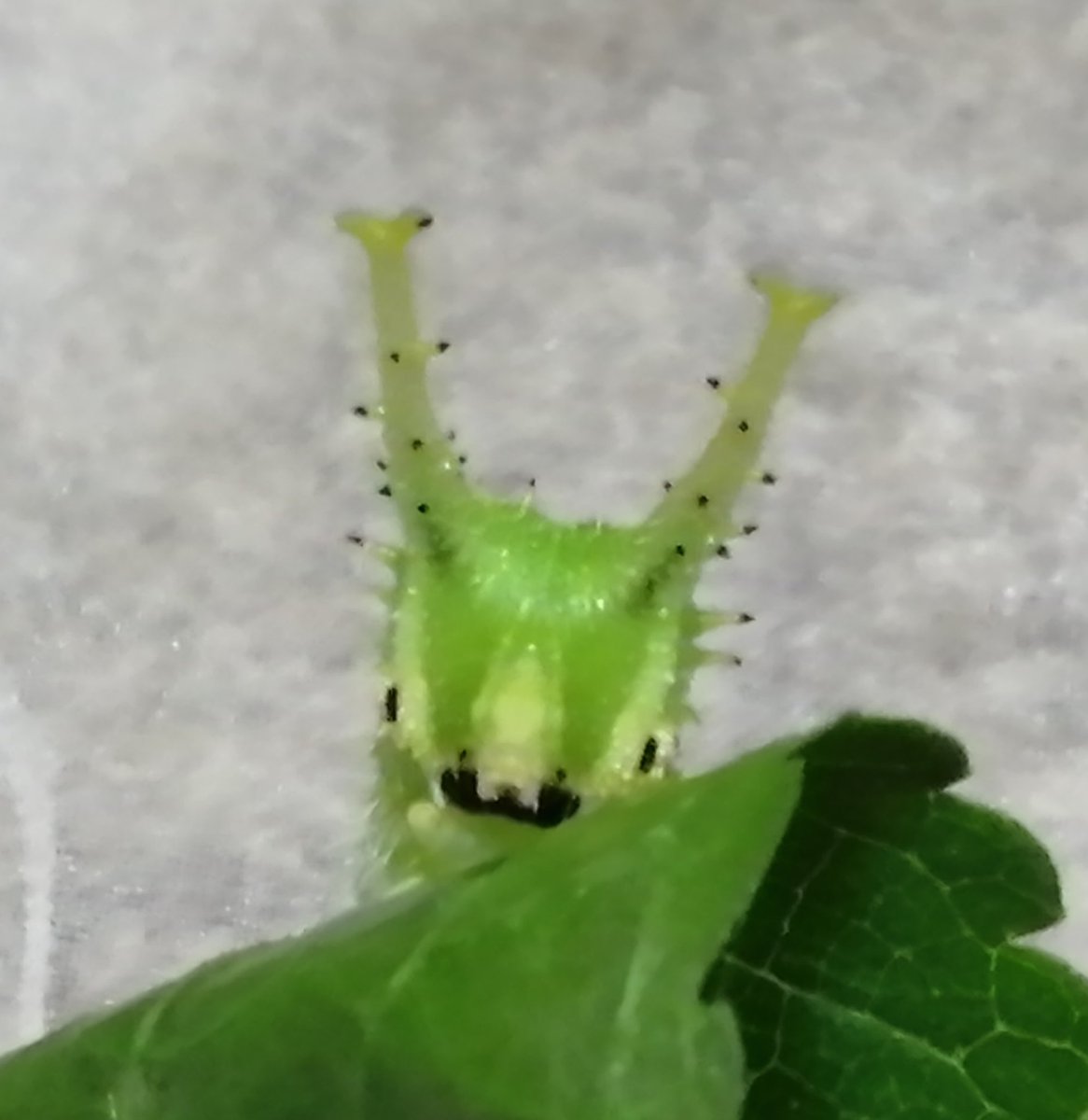 Ohムラサキイモイモ🍉 tweet media