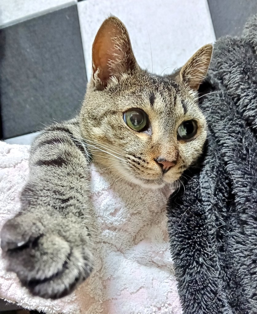 りずっと tweet media