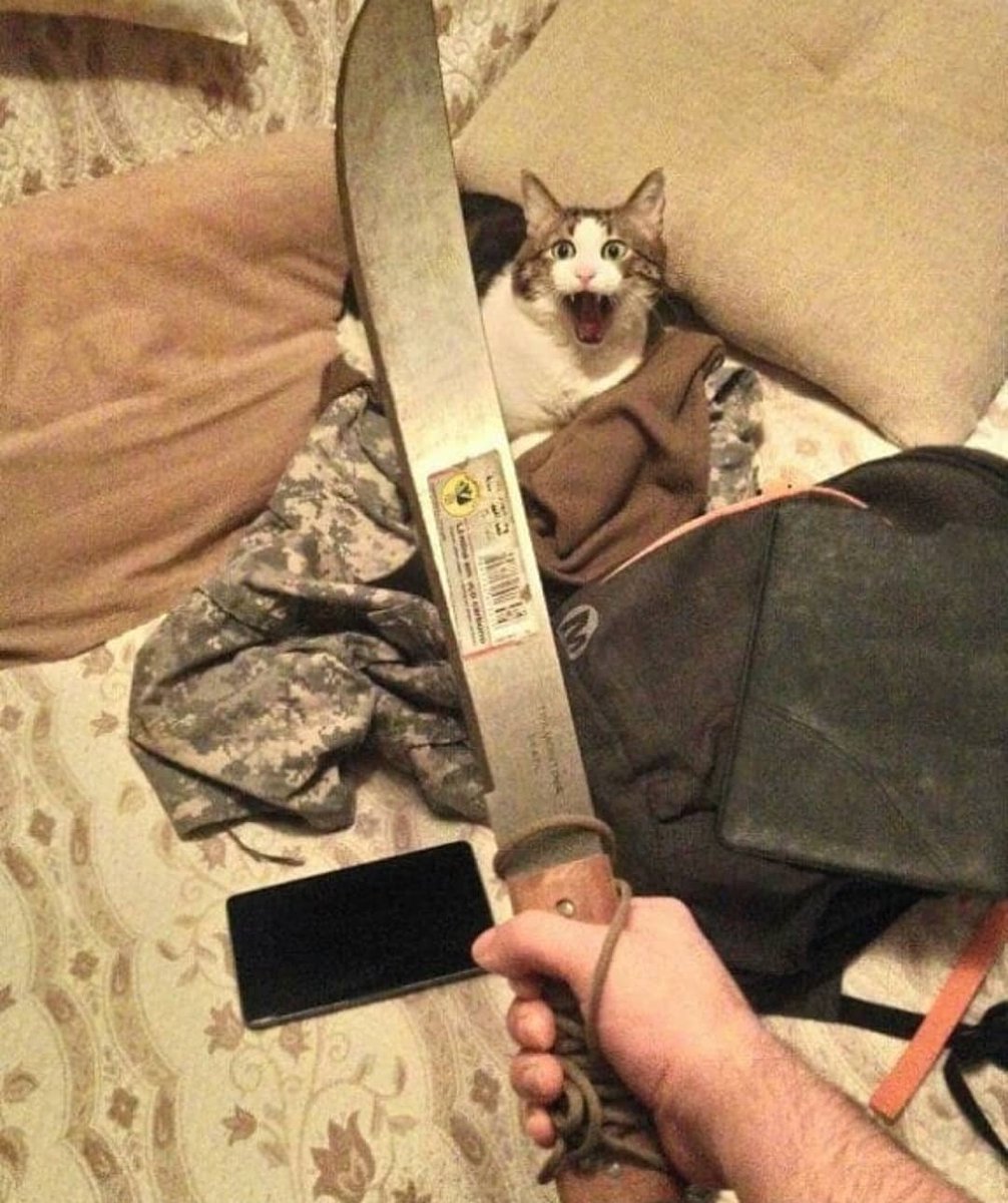 El perro cosmico tweet media