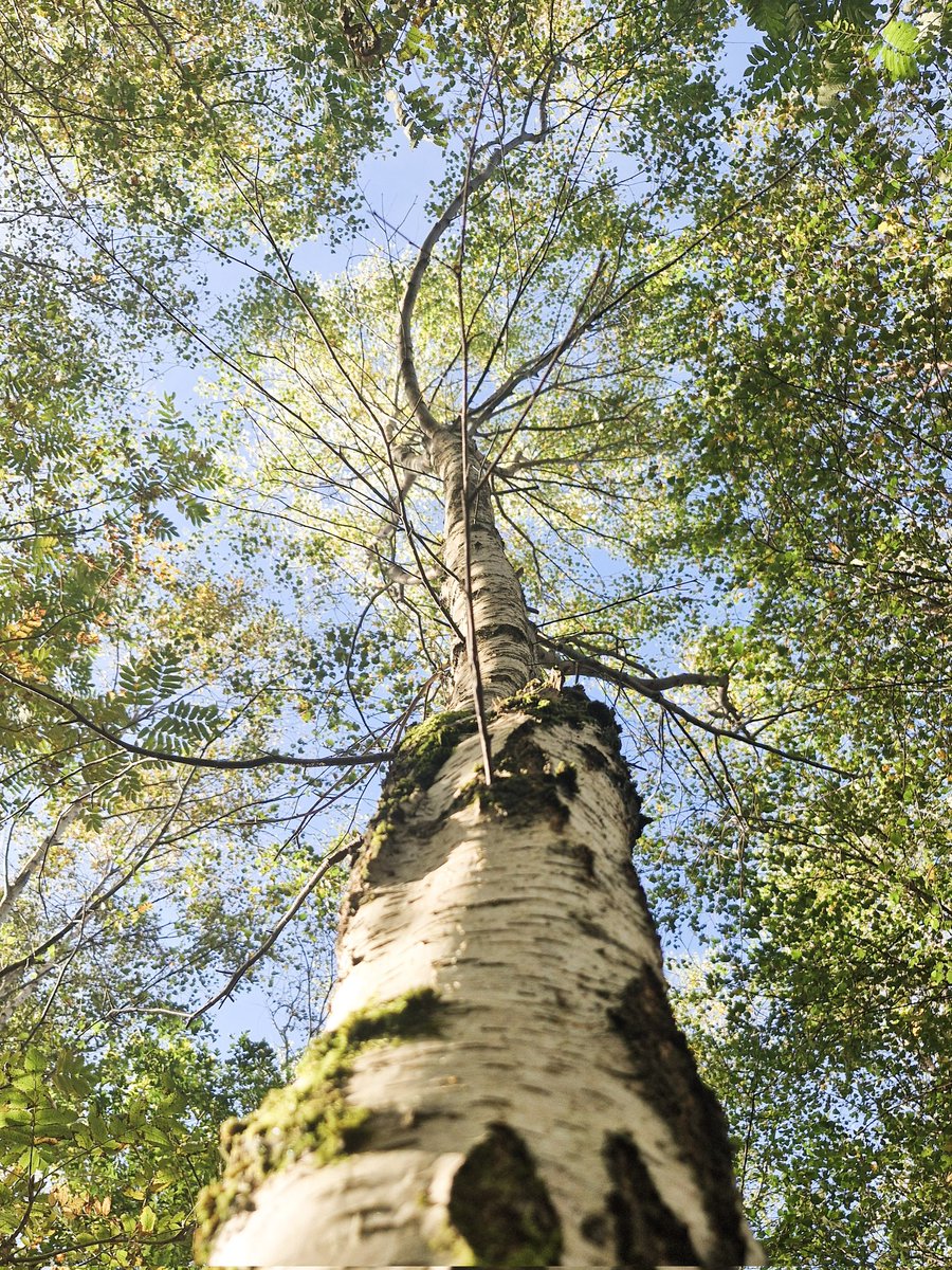 Suzie Selenophile tweet media