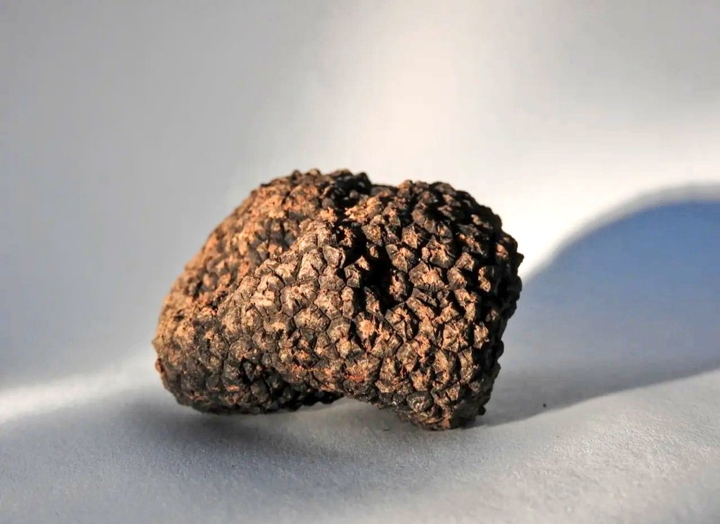 Fana43124688's tweet image. 🍄‍🟫 Sezōn truflōw na 🇸🇾 syryjskij pustyni prziciōngo setki ôsōb, ale zbiyranie truflōw niesie ze sobōm śmiertelne ryzyko. Teryn je dalij zaminowany 💣, a kŏżdŏ ekspedycyjŏ  może skōńczyć sie tragedyjōm.
#Syria #trufle
⬇️
seznamzpravy.cz/clanek/zahrani…