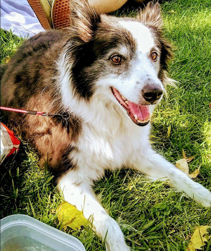 LadukeCharlotte's tweet photo. He is Beautiful 🖤🤍
This is Belle 
She Made it to 18.5
#BorderCollies are the best! https://t.co/dC226jFfa0