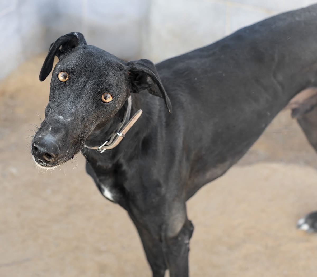 Galgos del Sol tweet media
