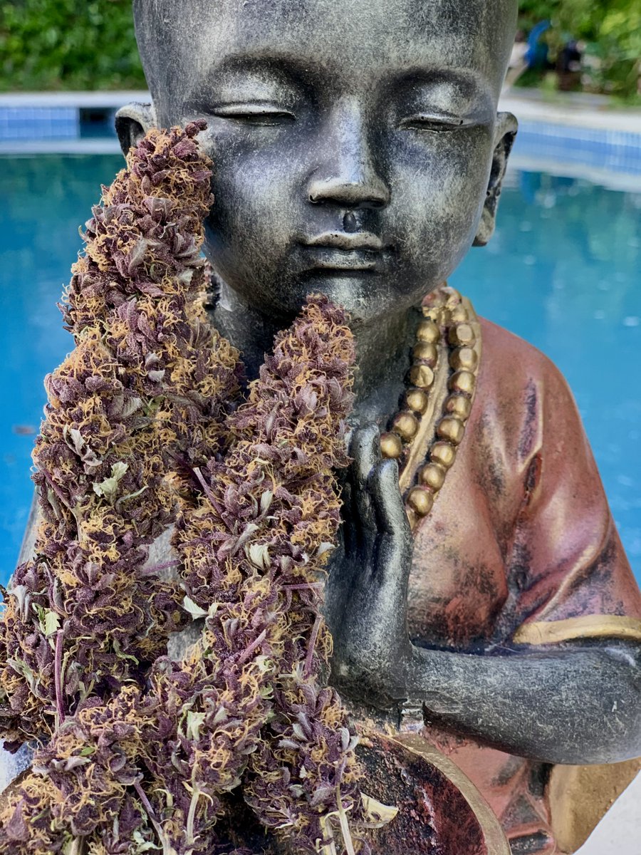 BuddhaSeeds's tweet image. En modo zen 💜Buddha Purple Kush ¿En qué mood estás hoy?
#buddhaseeds #weedlovers #weedlife #weedlife #weedman