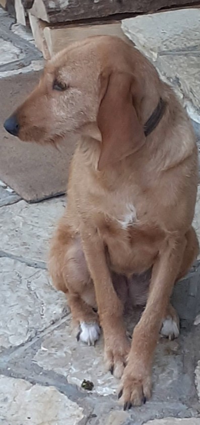 Missing Animaux 81 tweet media