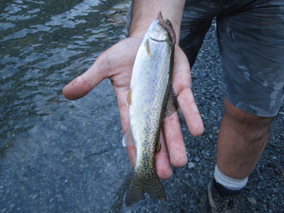 CalSportsMan's tweet image. Countdown to the #trout opener: Exploring the Middle Fork American/Rubicon River fisheries. 
calsportsmanmag.com/entering-the-r…