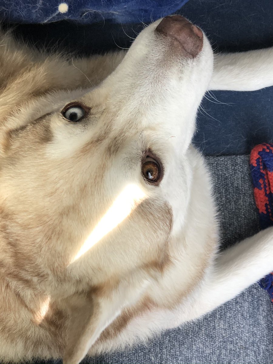 はいあっと tweet media