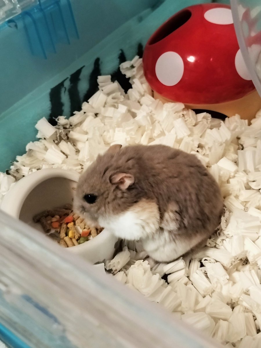 tsubu1222's tweet image. つぶちゃんは今日で2歳4ヶ月に！
すっかり長老ハムだねえ👴
それなのに、日々バブみが増しているのは本当に不思議🍼
これからもできるだけ長くいっしょに過ごせますように…！
#ハムスター #hamster