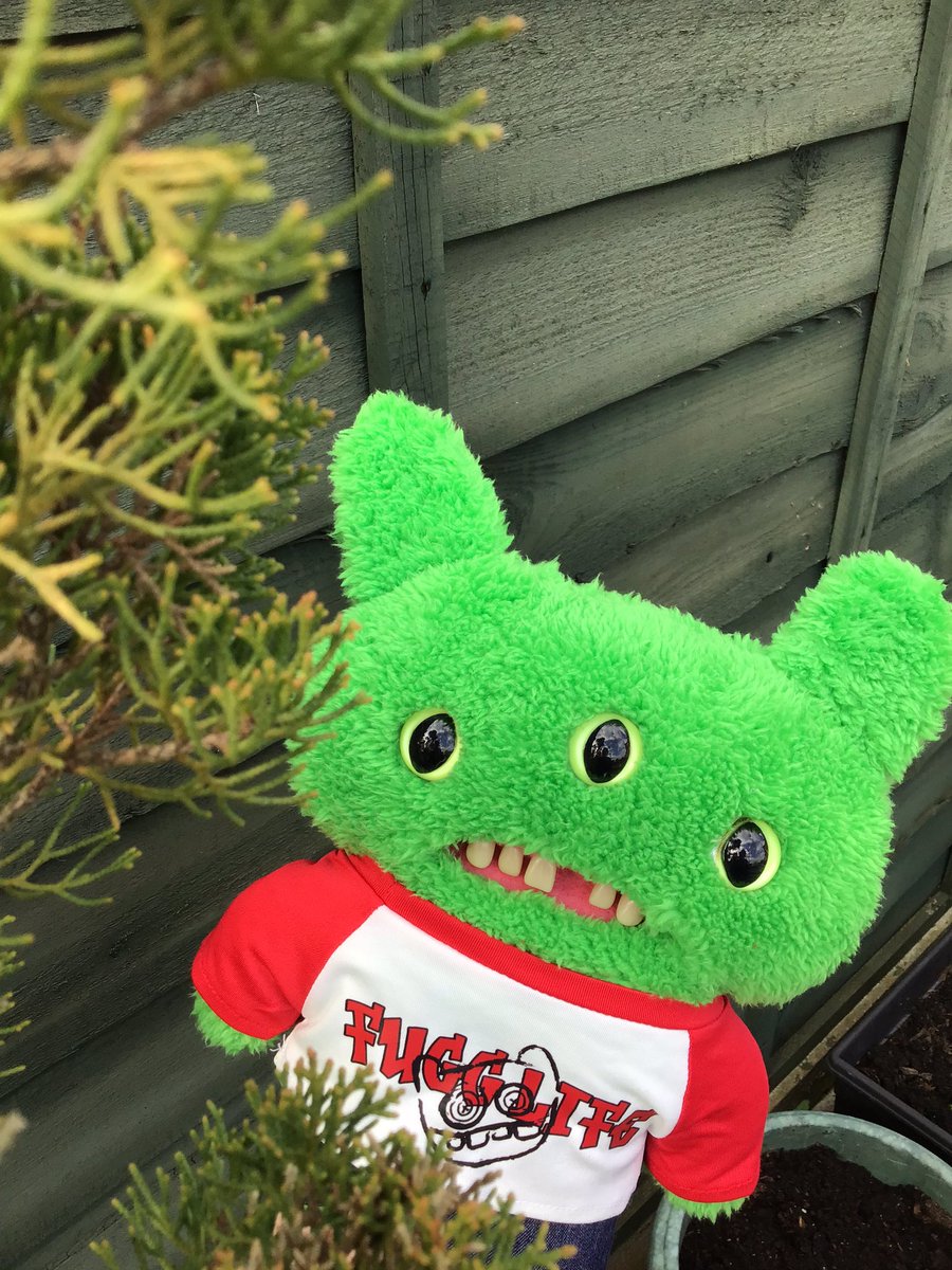 SJW2271's tweet photo. Moss explored the garden! #fugglers #fugglerssaved #FuggGlow #plushiesoftwitter https://t.co/6IYPBxILvR