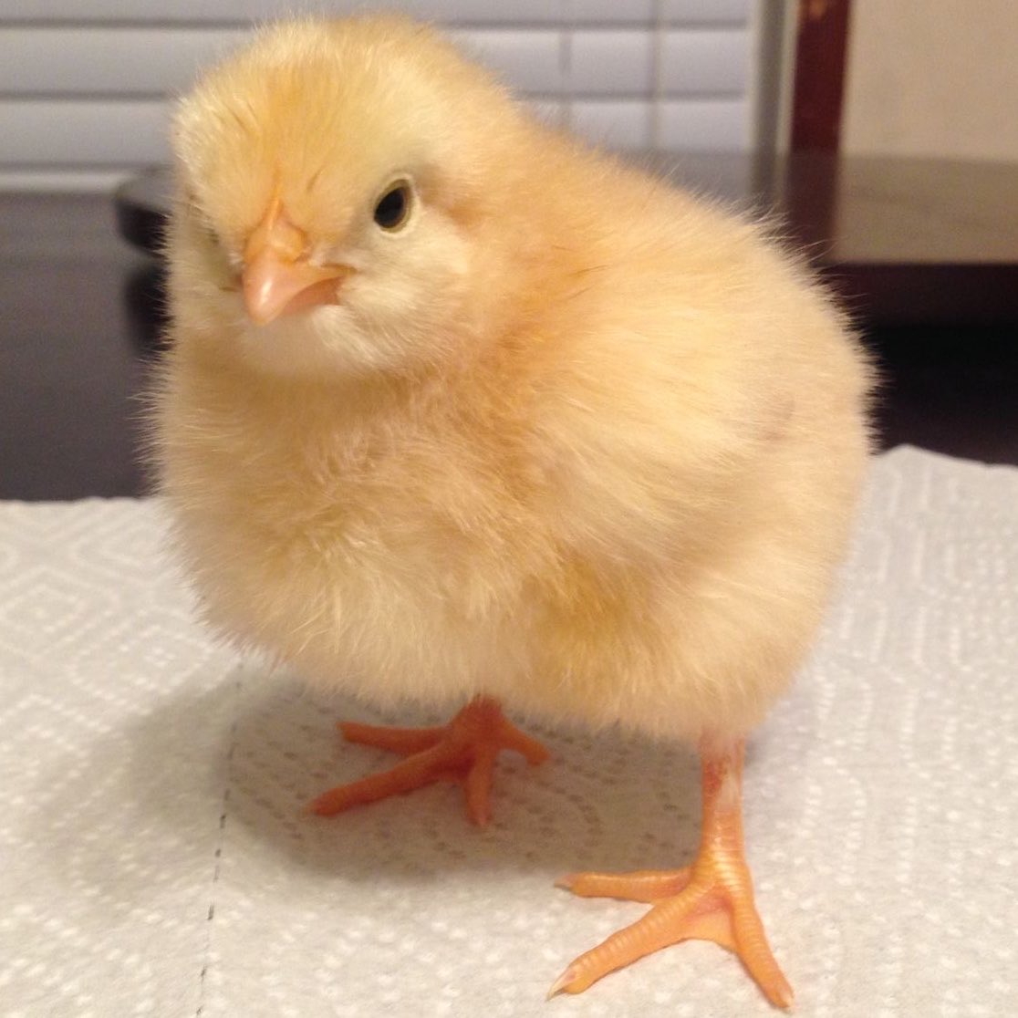 f—xon⋆ˎˊ˗ | yungi's pet rock tweet media