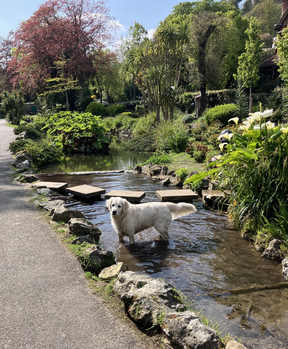 loabi_retriever's tweet image. M&amp;amp;D said that they were taking me on holiday. They didn’t say there would be streams! #HappyDog #LifeisGood