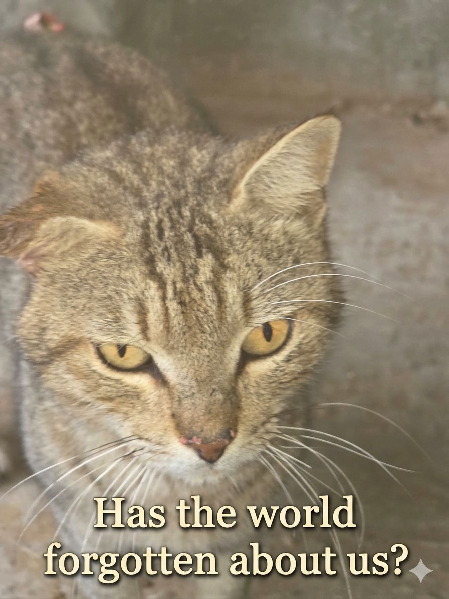 ♥️🇵🇸🇵🇸❤️A lover ♥️of homeless cats😻❤️🌱🌱👍🤗 tweet media