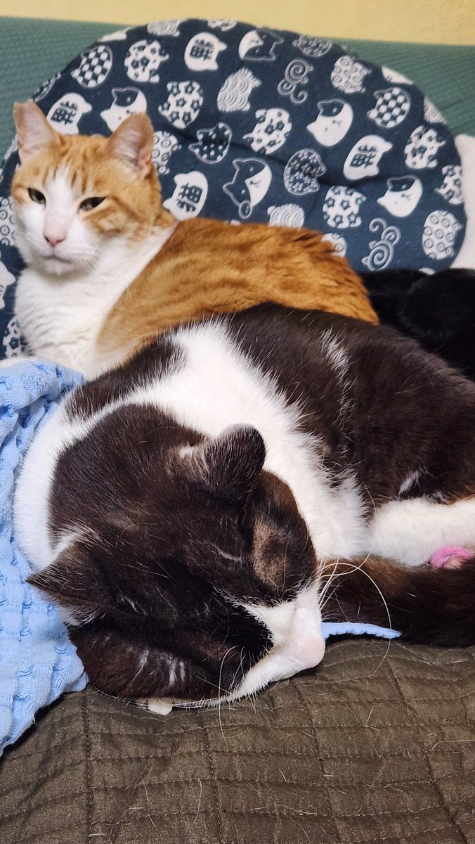 アルは足が不自由な猫 tweet media