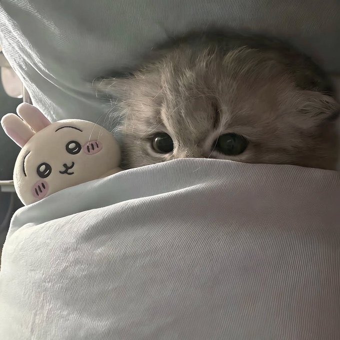 popular cat post tweet media