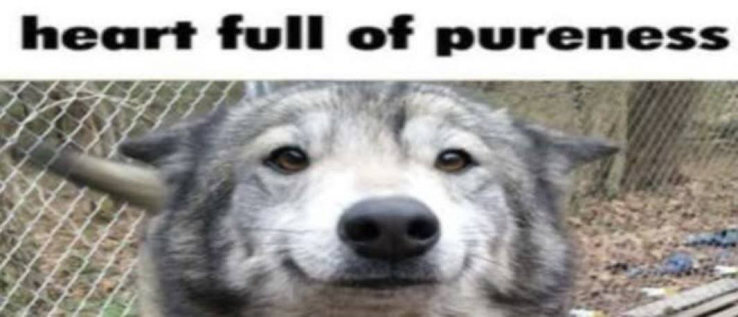 Alpha 🔜 MP tweet media