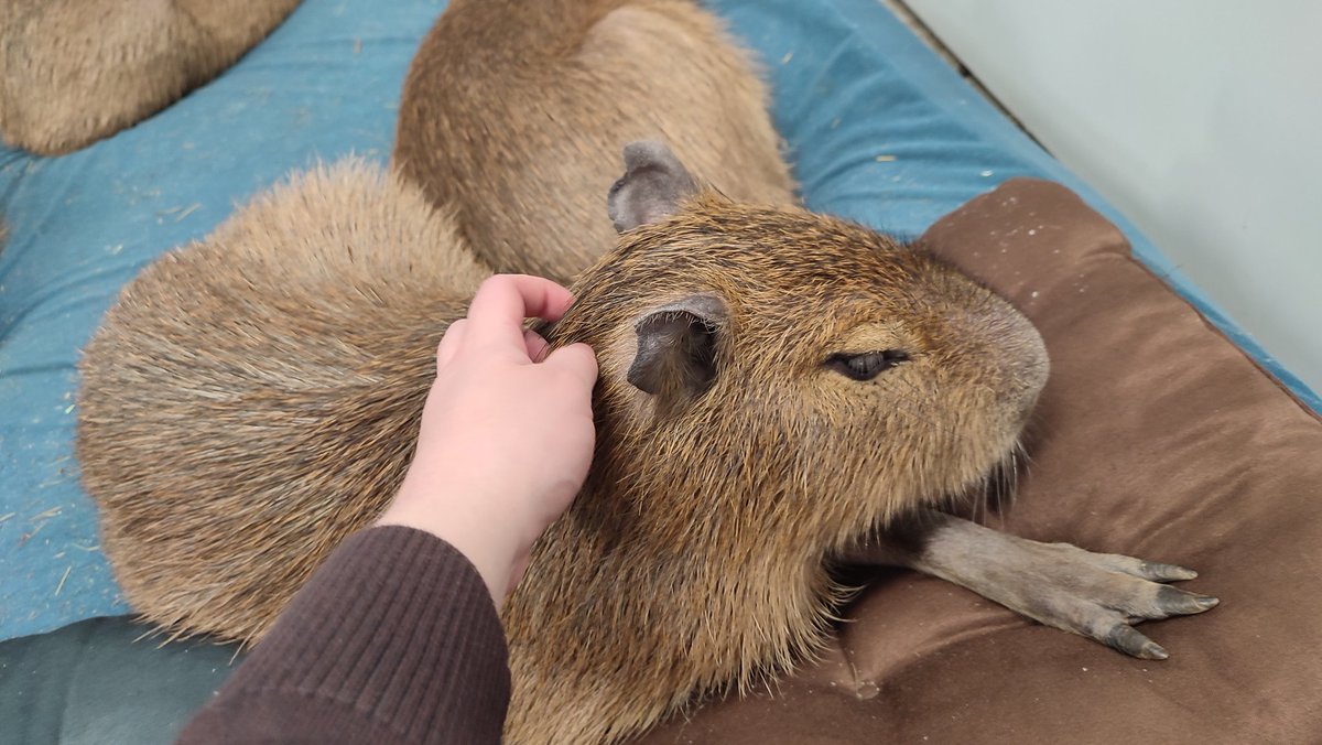 NepentzN's tweet photo. today i've petted capybaras. me happy https://t.co/4ybwErJEZA