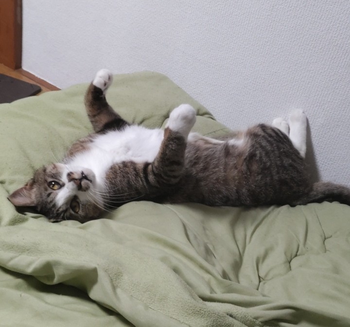 ＤＶＤ鑑賞が好きな
うちの真打。

こちらのカメラに気付いたら、

撫でろと要求

#保護猫