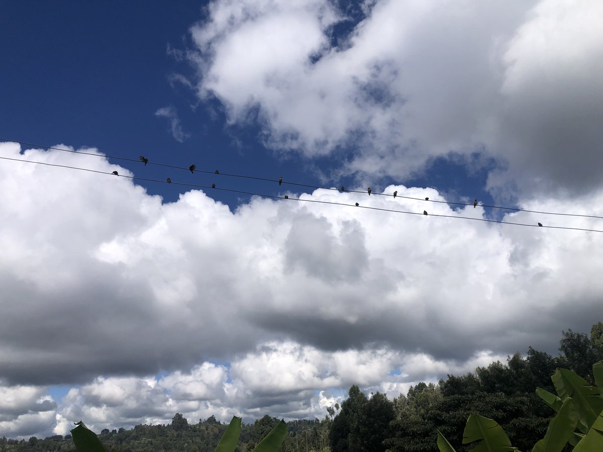MyXQL's tweet photo. The birds build, ooh they build https://t.co/PB92wyf36W
