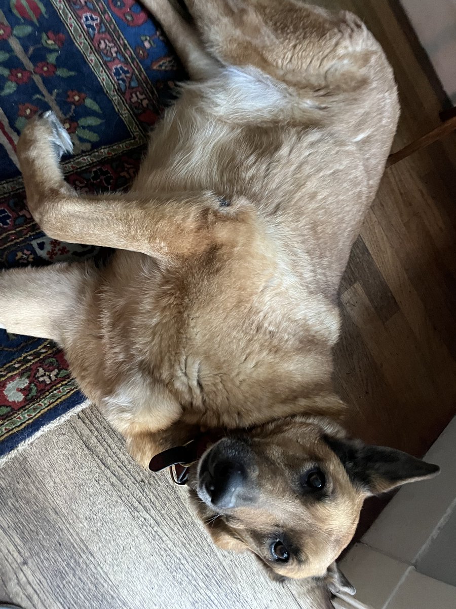 Superjan tweet media