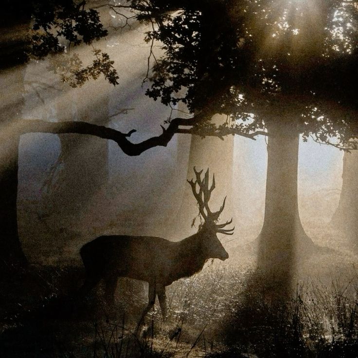 Renirien tweet media